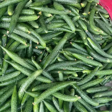 山东密刺黄瓜干花带刺代发全国一手货源欢迎咨询采购
