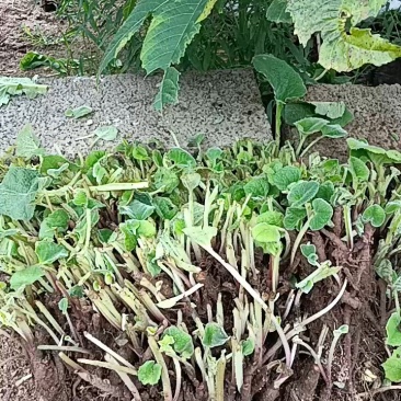 想卖云木香苗