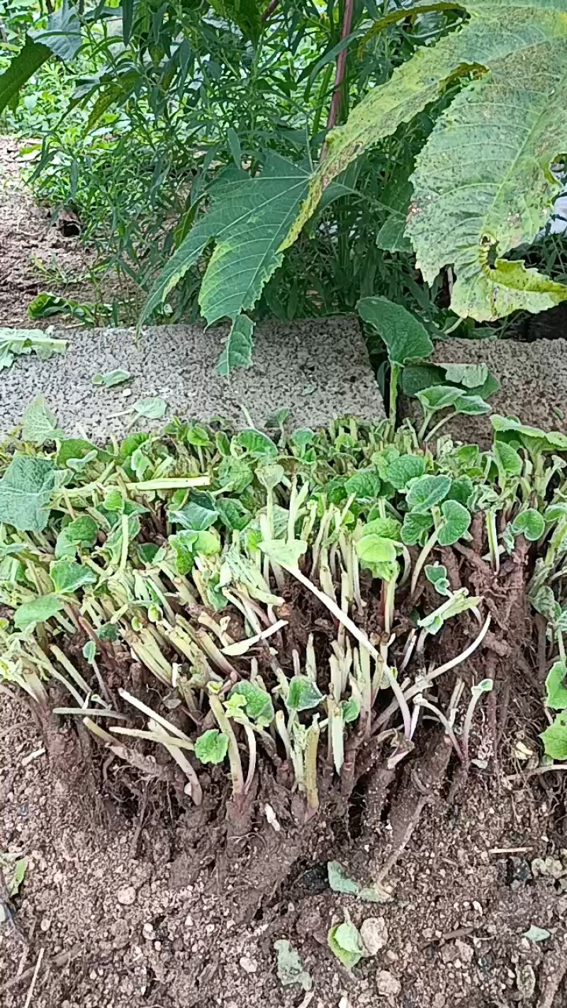 想卖云木香苗