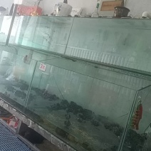盘锦《六月黄大闸蟹》辽宁基地直发欢迎下单可供应电商团购