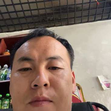 野生松蘑，
