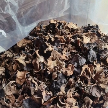 江西赣州特产原木毛木耳产地直发量大价优欢迎随时看货
