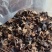 江西赣州特产原木毛木耳产地直发量大价优欢迎随时看货
