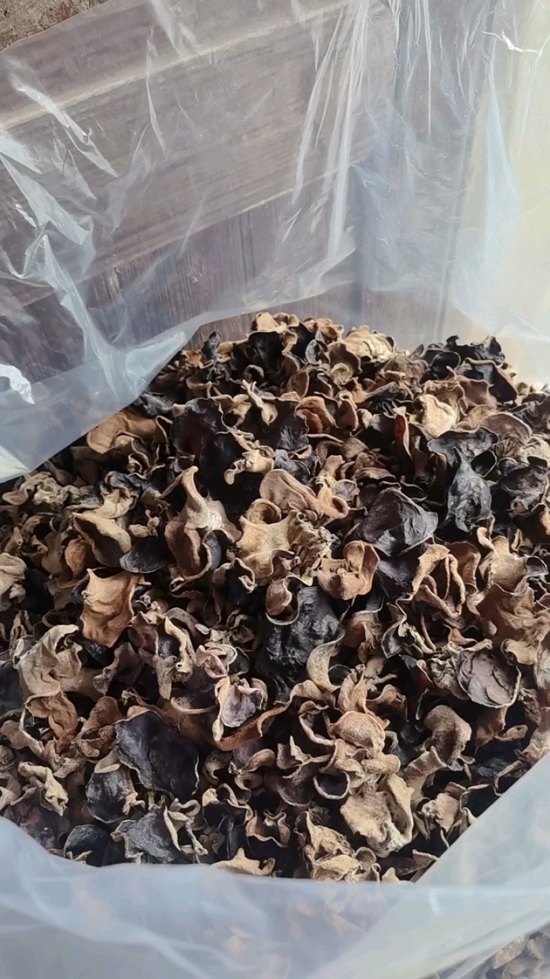 江西赣州特产原木毛木耳产地直发量大价优欢迎随时看货