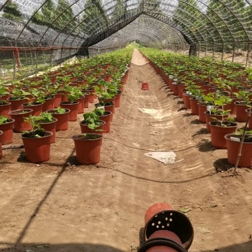 实批发【菊花盆景】展会菊花造型，对接单位活动政府采购招标