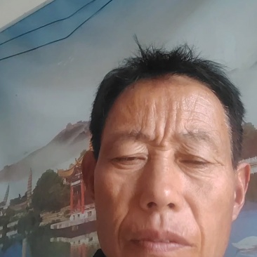 优质酥脆一号梨大量上市口感好。含糖量高。可代发全国。