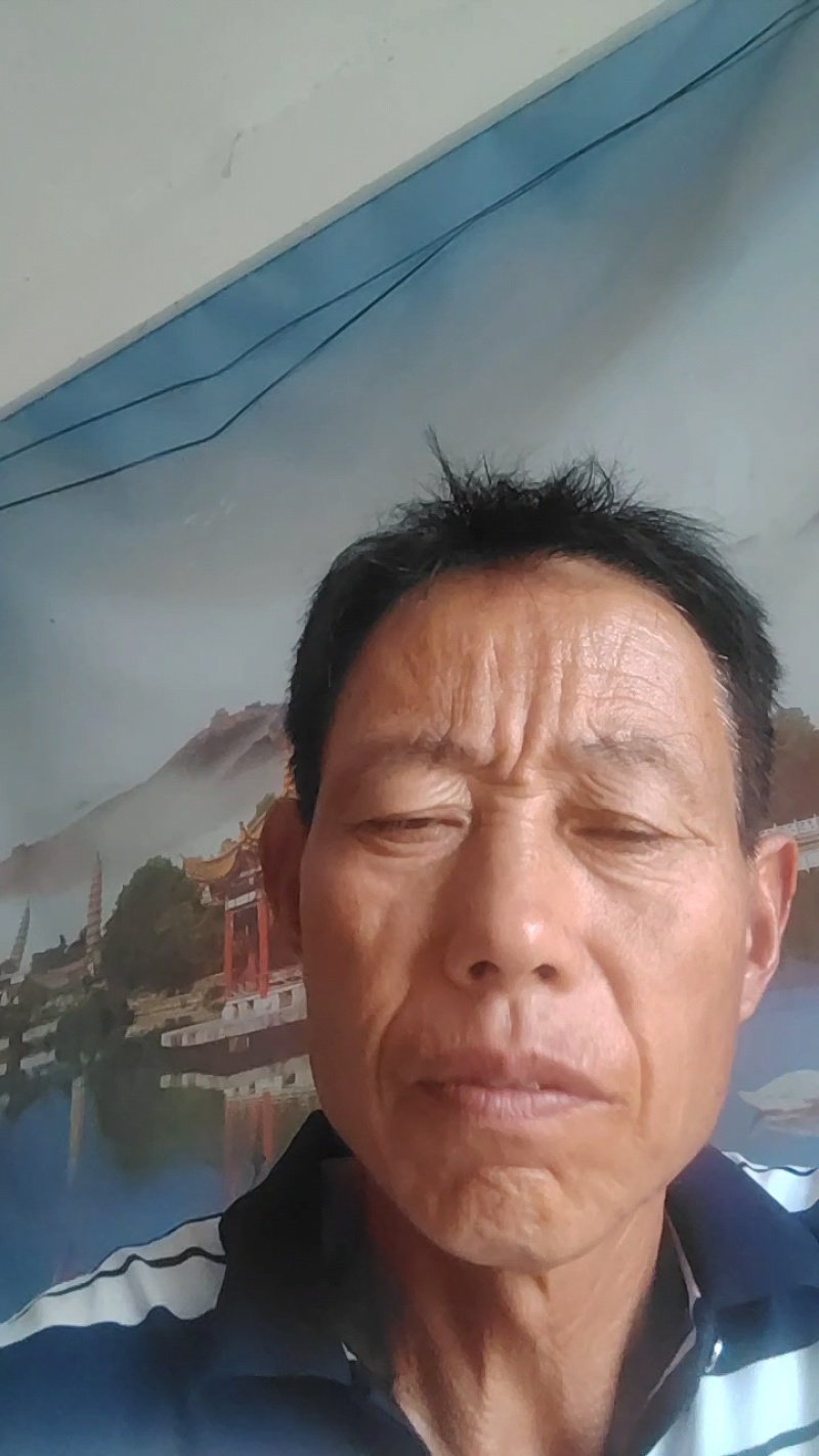 优质酥脆一号梨大量上市口感好。含糖量高。可代发全国。