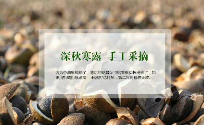 【推荐】山茶籽油一手货源现压榨保质保量量大价优