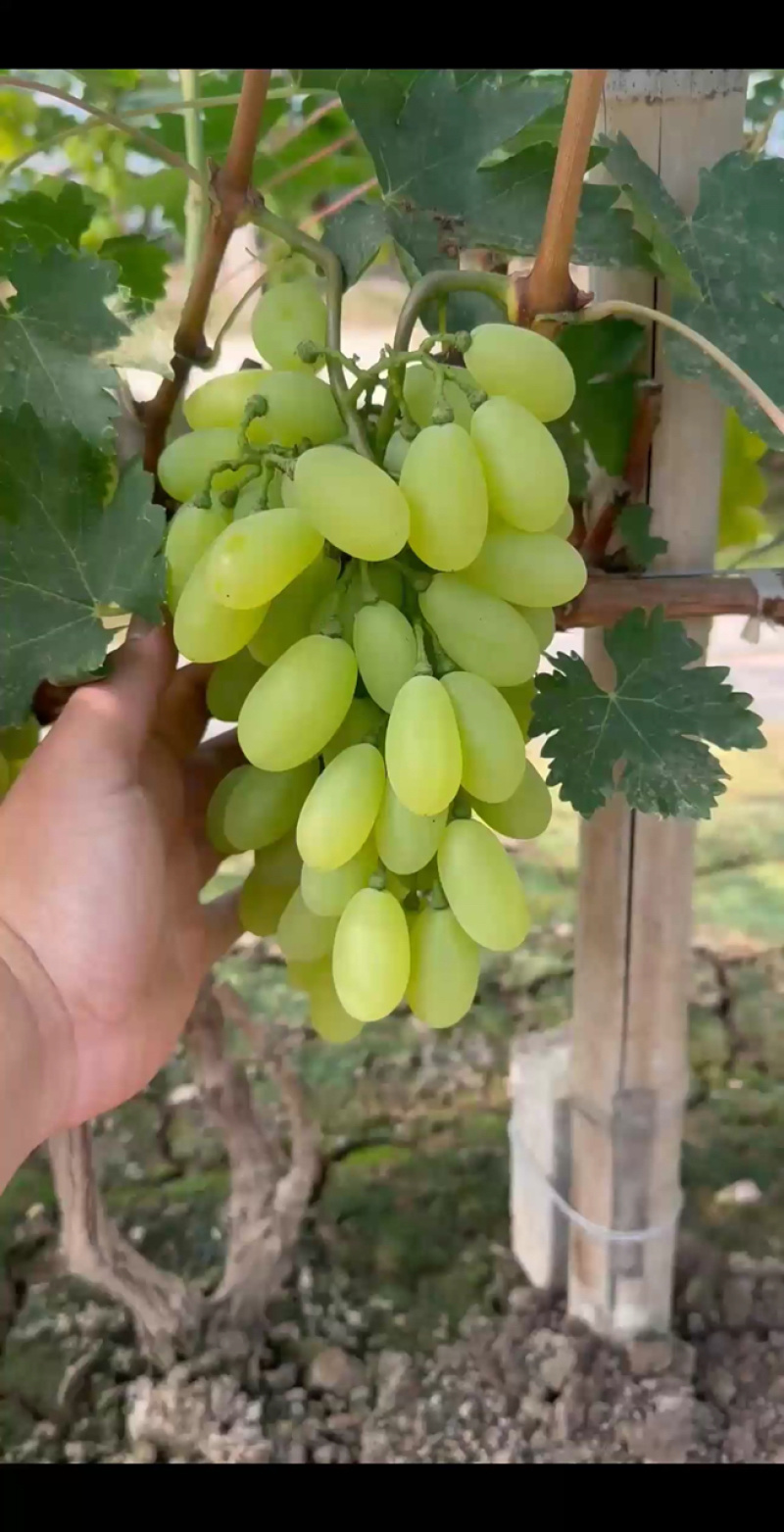 金蜜葡萄