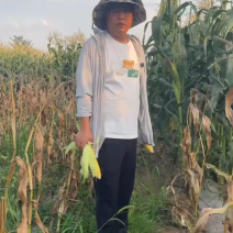 太阳花水果玉米产地大量低价上货，保质保量代发全国，可视频