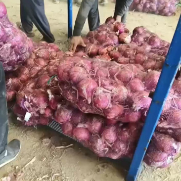 精品红皮洋葱产地直发货源充足保质保量欢迎随时电话联系