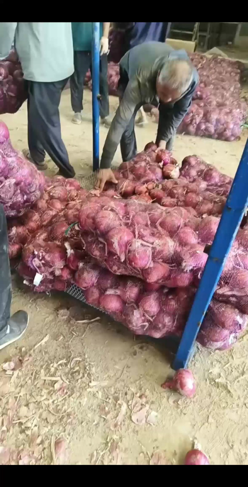 精品红皮洋葱产地直发货源充足保质保量欢迎随时电话联系