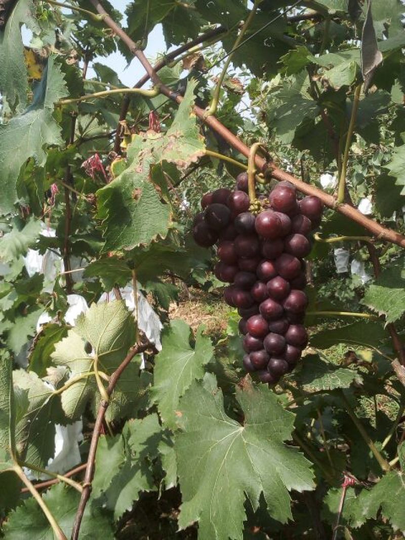 户太八号葡萄5%以下1~2斤