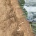 铁杆小葱产地直供山东小葱团购超市市场批发