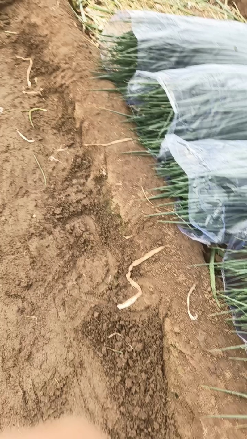 铁杆小葱产地直供山东小葱团购超市市场批发