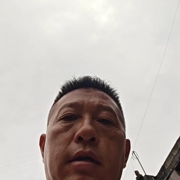 贵州何首乌
