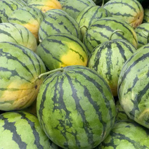 湖北荆州正品美都西瓜原产地发货物美价廉欢迎咨询
