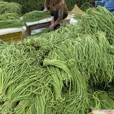 陕西西安长豆角露天豇豆，豆角品质好价格低量大