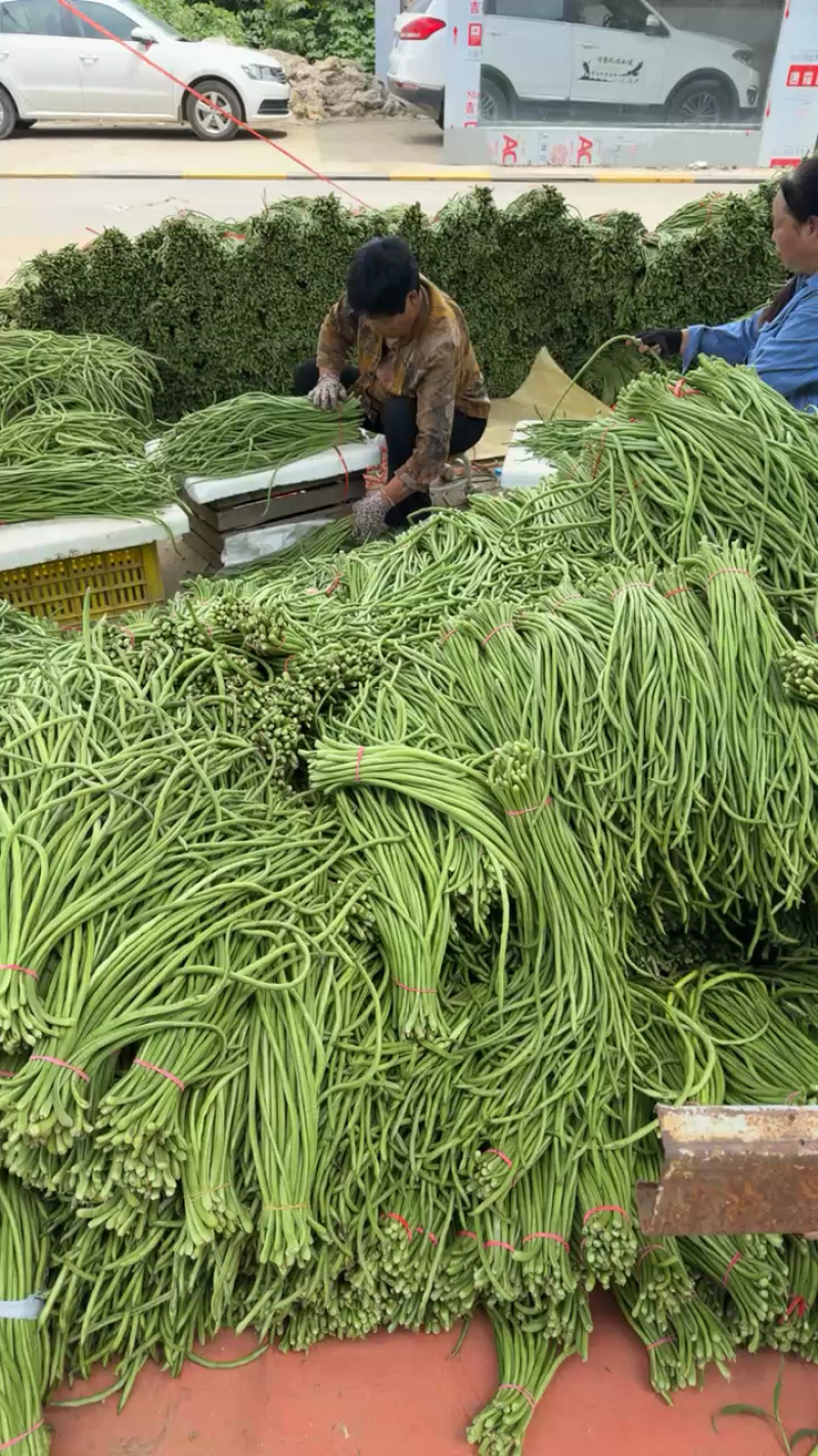 陕西西安长豆角露天豇豆，豆角品质好价格低量大