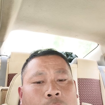 黄心大大白菜产地直发质量三包，一手货源