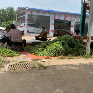 长豆角陕西西安豇豆大量上市，货源充足，一手货源