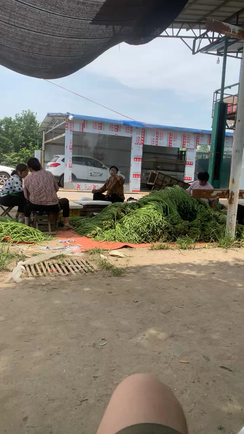 长豆角陕西西安豇豆大量上市，货源充足，一手货源