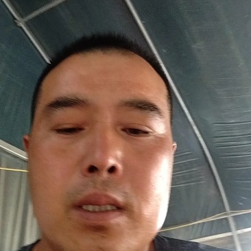 精品小黄瓜，水果黄瓜产地直供，货源充足，欢迎客商前来洽谈
