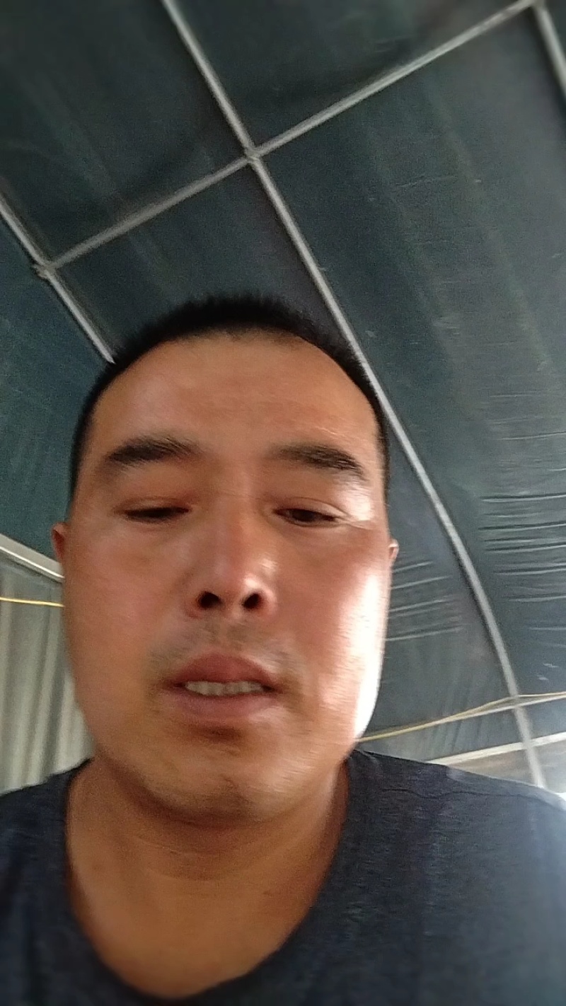 精品小黄瓜，水果黄瓜产地直供，货源充足，欢迎客商前来洽谈