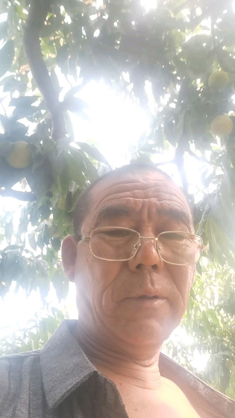 砀山酥梨感酥脆皮薄肉多个头大，价格实惠一首货源代发全国