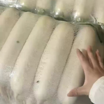 湖北天门白萝卜/产区直发/大量有货/货源充足/欢迎购买