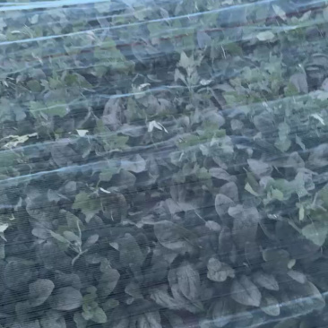 内蒙一级黑叶菠菜