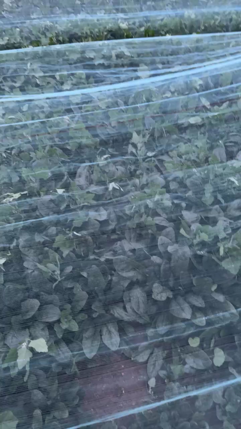 内蒙一级黑叶菠菜