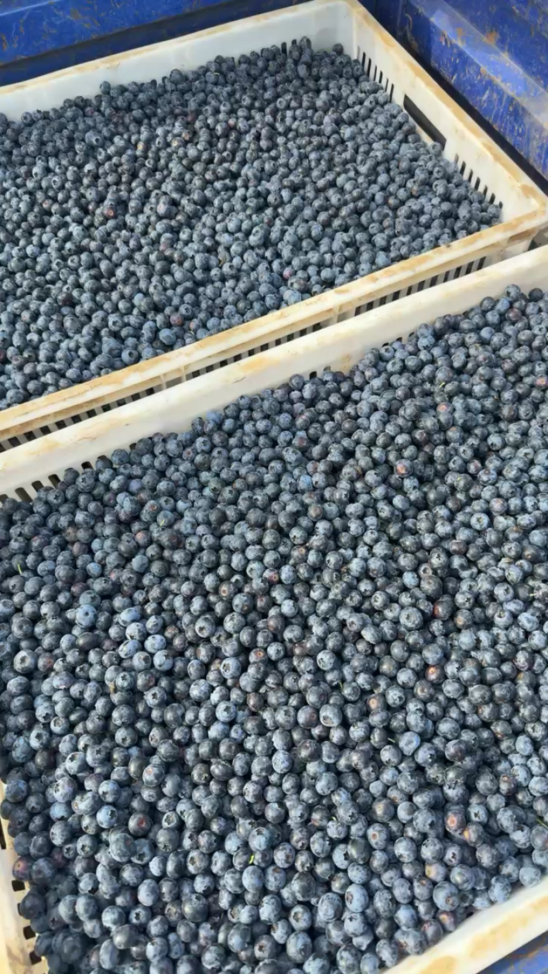 冻蓝莓蓝莓冻货全年有货大量走货可以电话联系