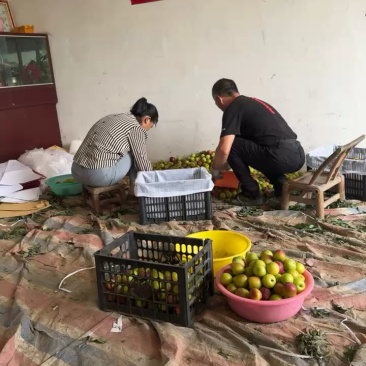源头直采澳洲红八宝丹五月脆李子视频看货可代收代发