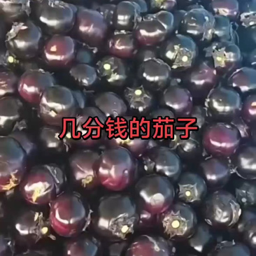 河北邯郸永年区紫光圆茄
