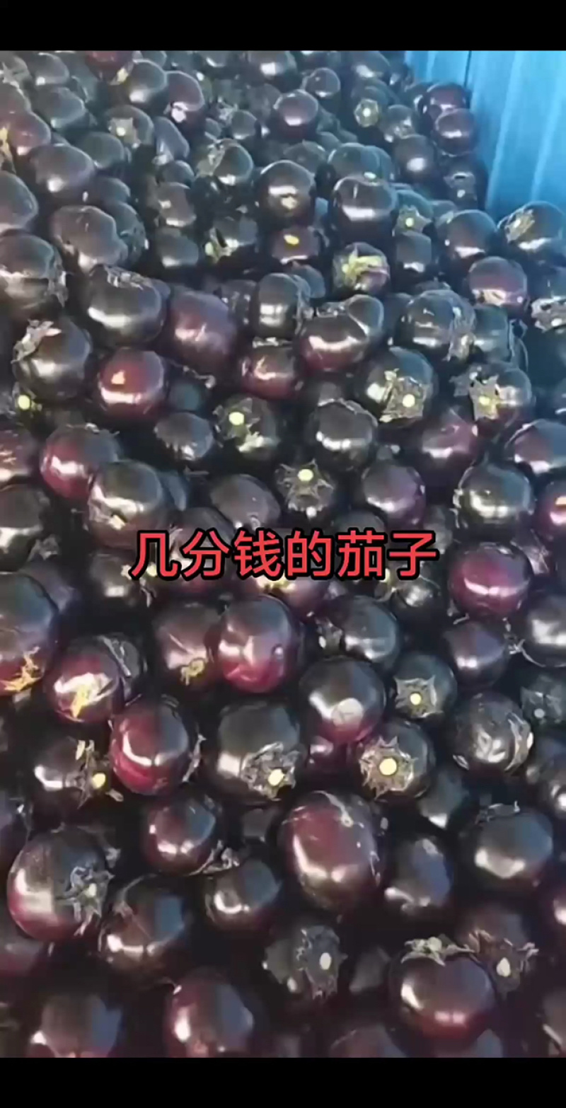 河北邯郸永年区紫光圆茄