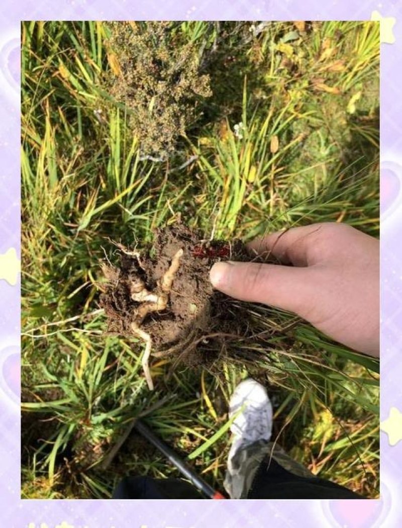 西藏高原野生手掌参，地道藏地好物，食补滋养天然纯正