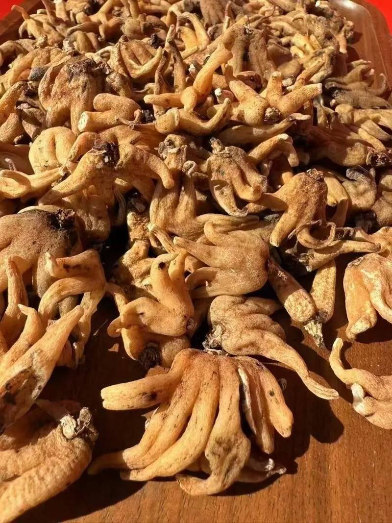 西藏高原野生手掌参，地道藏地好物，食补滋养天然纯正