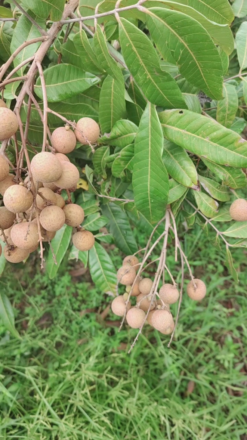 广东龙眼石硖龙眼源产地果园一手货源量大价优