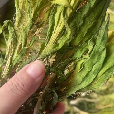霸王花地摊电商批发剑花干干剑花霸王花干