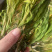 霸王花地摊电商批发剑花干干剑花霸王花干