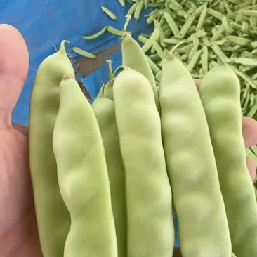 东北产地直发正宗九月青一点红油豆角，基地直供量大价优