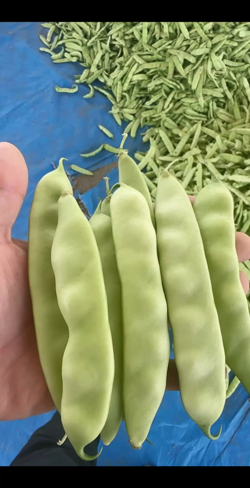 东北产地直发正宗九月青一点红油豆角，基地直供量大价优