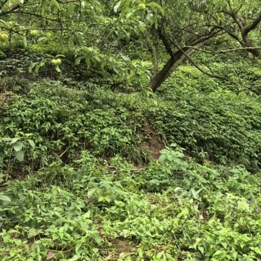眉山蜂糖李