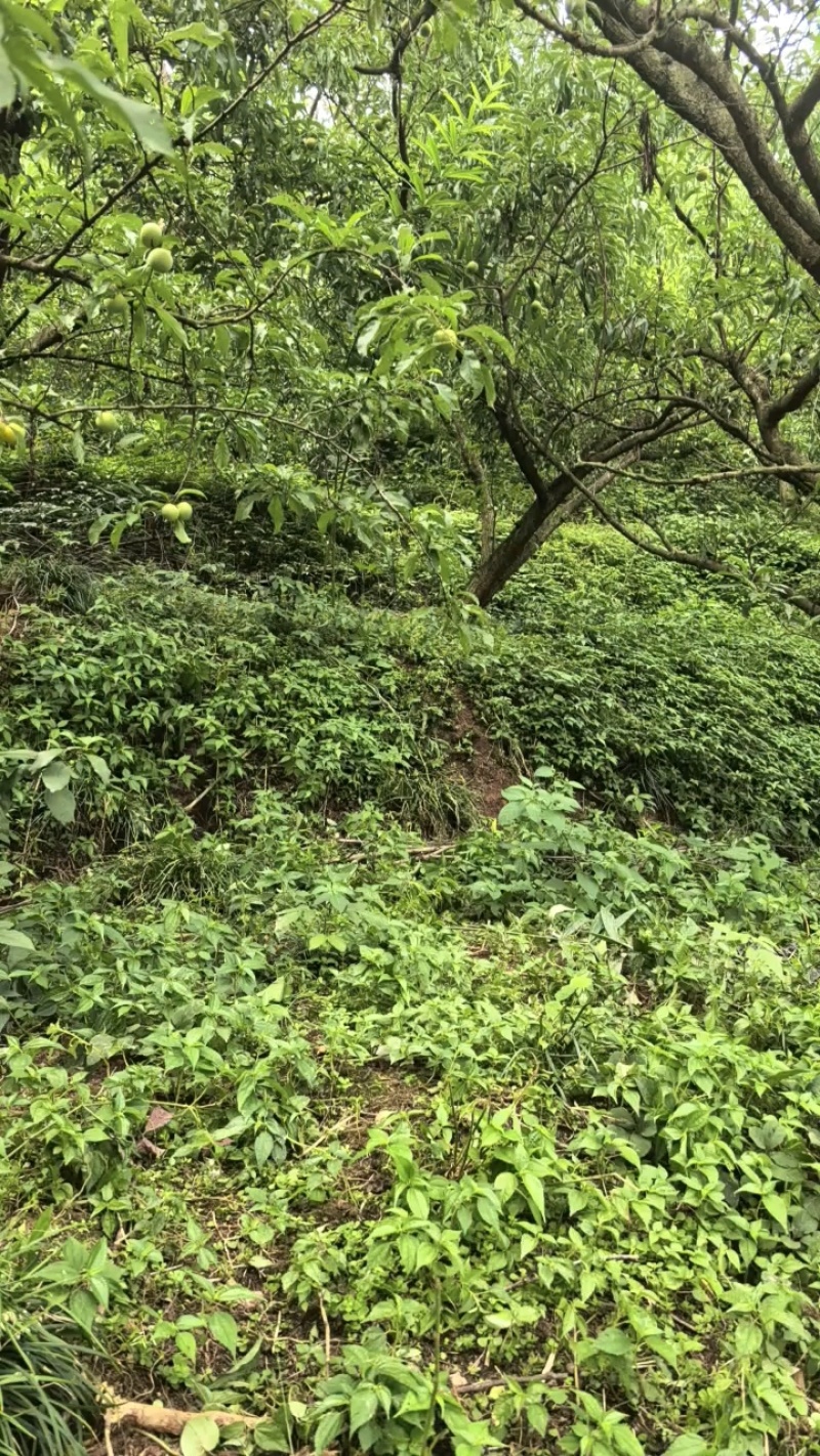 眉山蜂糖李