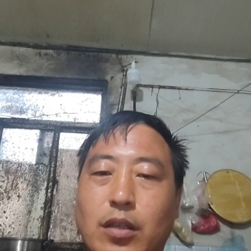 精品小科菜，上海青