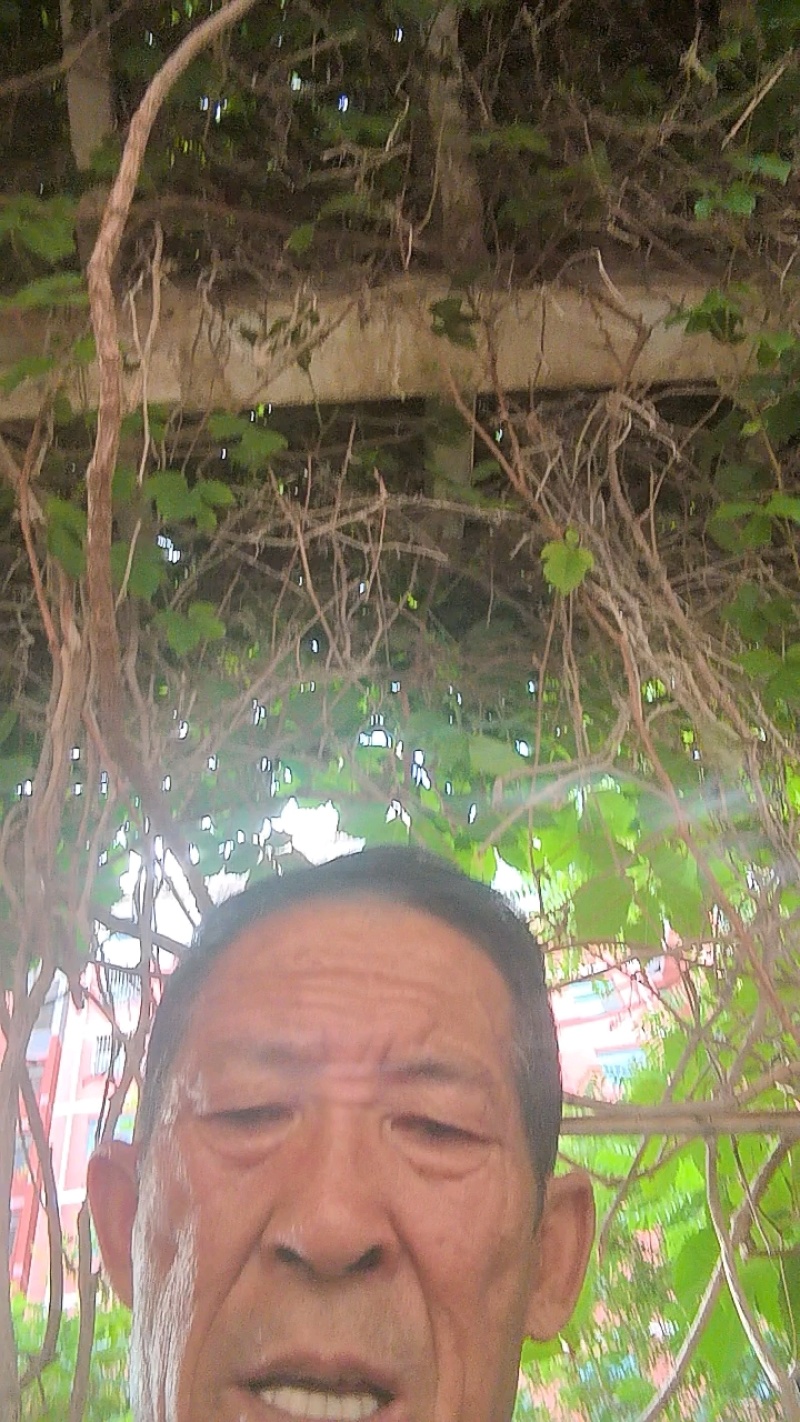甘肃二红洋葱大量供应诚信合作价格美丽欢迎来电咨询