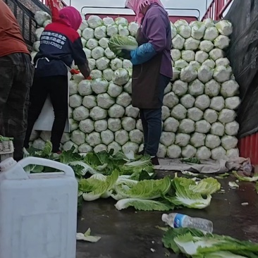 精品优质黄心白菜，新鲜上市，基地直供，来电洽谈