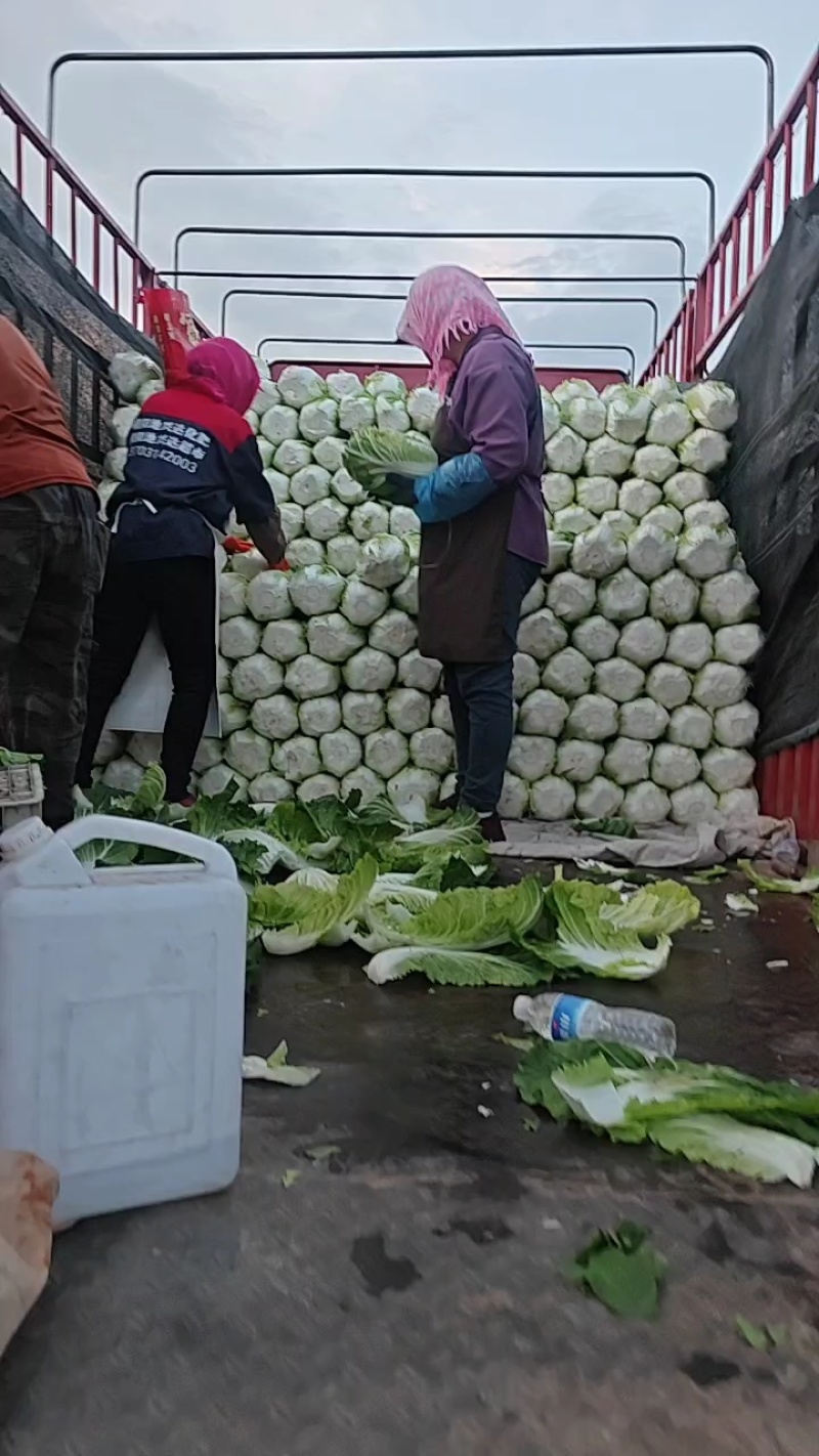 精品优质黄心白菜，新鲜上市，基地直供，来电洽谈