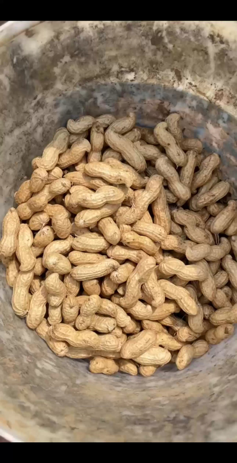 河南开封鲜花生大量供应